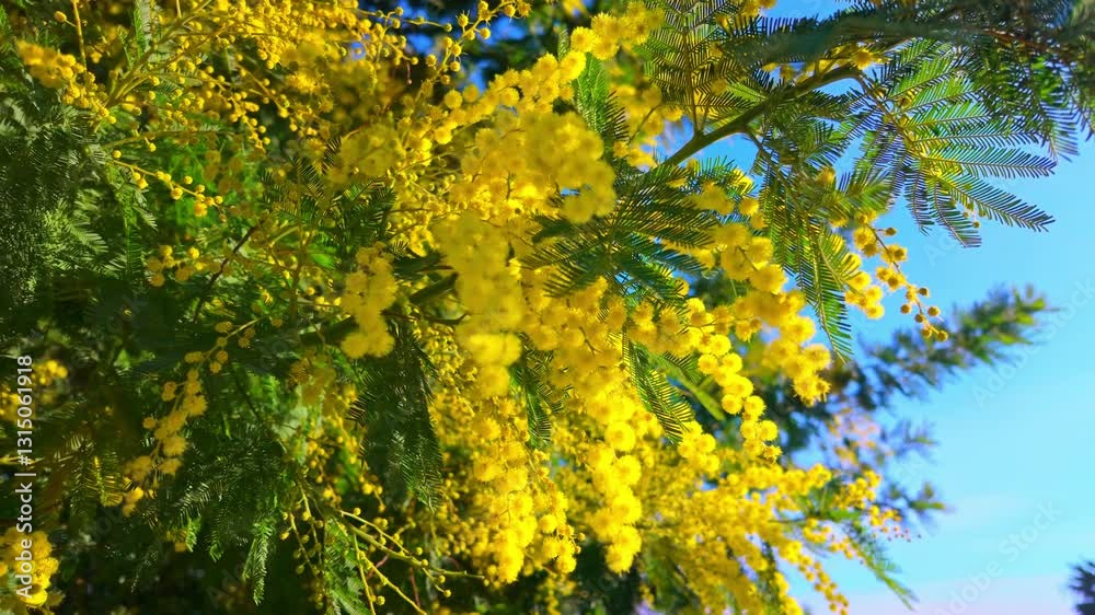 Close up of a Mimosa Tree in Full Bloom with Yellow Flowers Against Clear Blue Sky, Spring Nature Background. Close up of a Mimosa Tree in Full Bloom with Yellow Flowers Against Clear Blue Sky, Spring Nature Background.