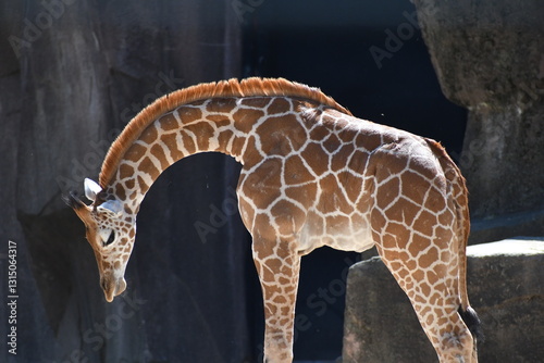 Photography giraffe by the wall