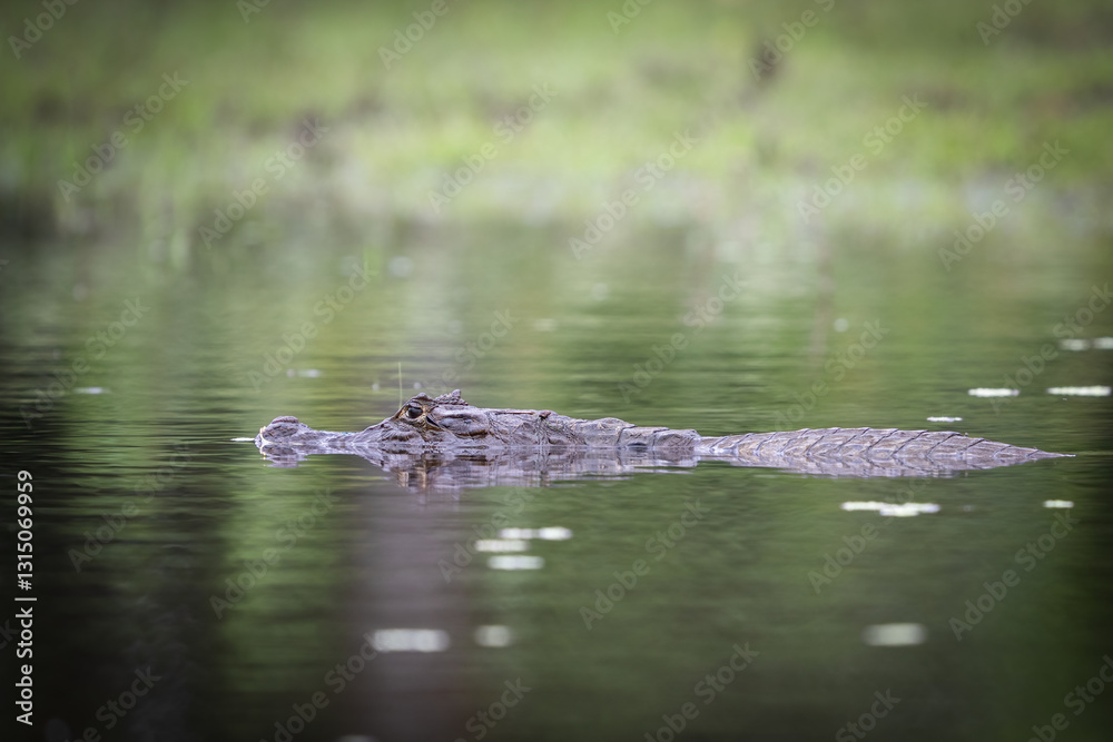 The spectacled caiman, Caiman crocodilus, known as the white or common caiman The spectacled caiman, Caiman crocodilus, known as the white or common caiman