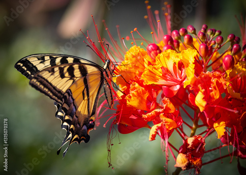Carta da parati Beautiful swallowtail Butterfly on an orange Mexican bird of paradise plant