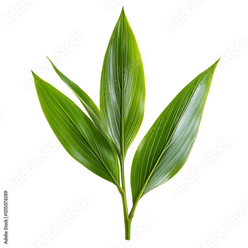 Vibrant Green Plant Leaves, Natures Lush Foliage, Isolated Background
