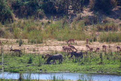 Photography African animals grazing around lake in Kruger Park South Africa