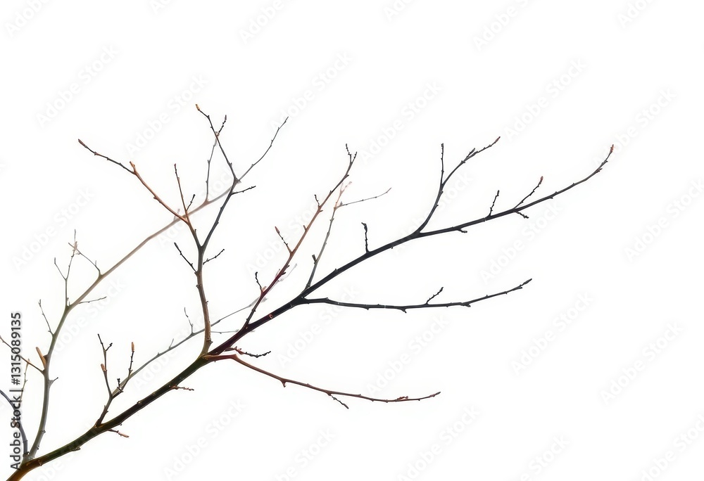 Delicate, bare branches isolated against a pure white backdrop, abstract, calm Delicate, bare branches isolated against a pure white backdrop, abstract, calm