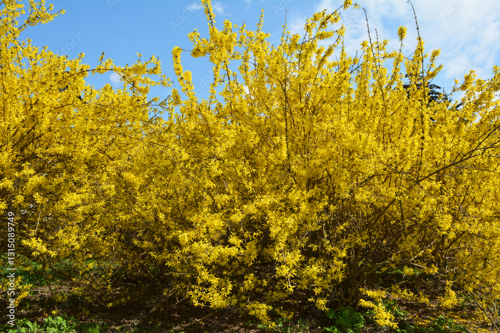 Forsythia blooms in nature. Forsythia blooms in nature.