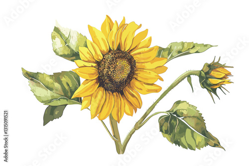 watercolor illustration, sunflower on isolated white background.
