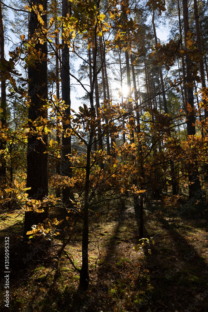 deciduous trees during the autumn fall in a mixed forest deciduous trees during the autumn fall in a mixed forest