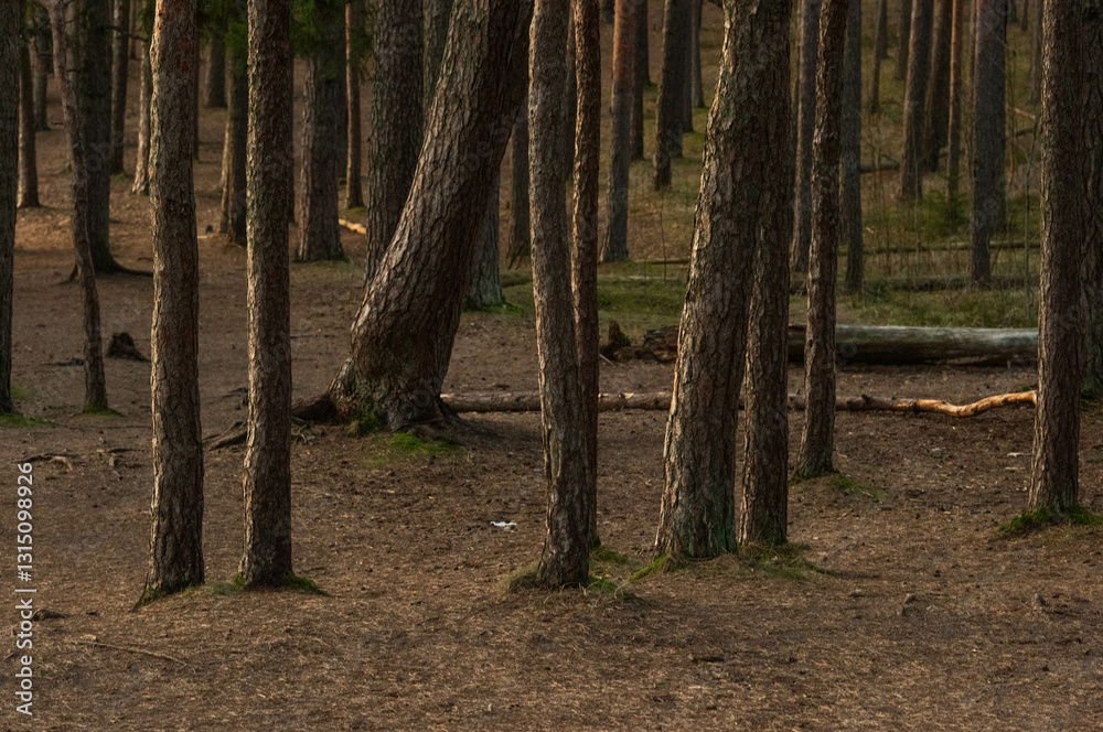 Obraz premium Trees shone by the evening sun in the forest