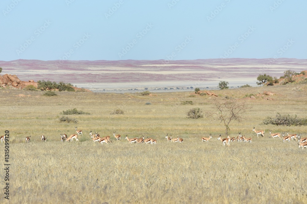 Sanddünen in der Namib zwischen Sesriem und Swakopmund nach der Regenzeit Sanddünen in der Namib zwischen Sesriem und Swakopmund nach der Regenzeit