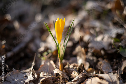 spring crocus flowers