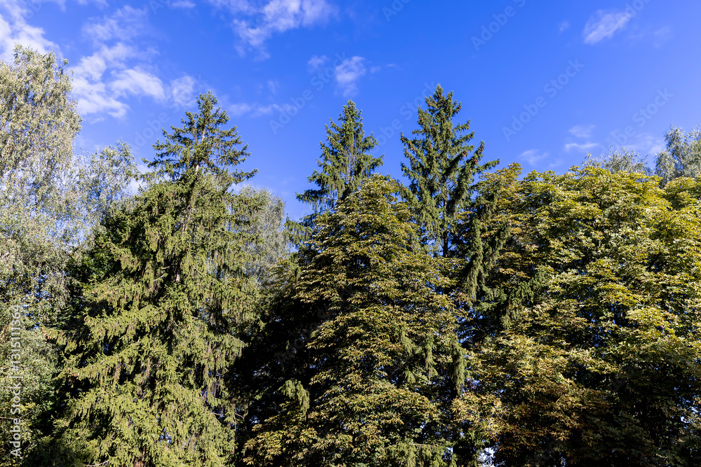 Fototapeta premium different types of deciduous trees in the park at the end of summer