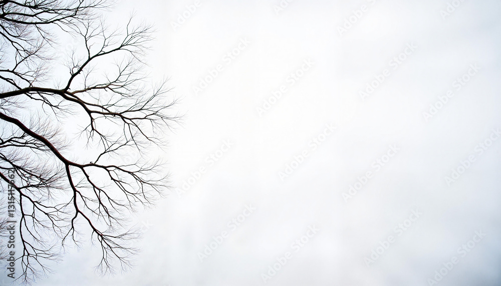 Delicate winter tree branches against soft gray sky, minimalist beauty Delicate winter tree branches against soft gray sky, minimalist beauty