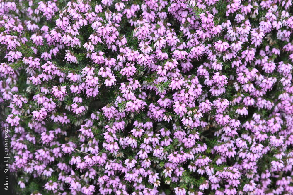 Obraz premium A close up of a purple flower bush with many flowers