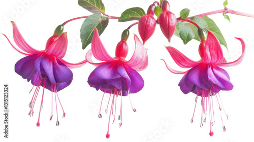 Blooming fuchsia flowers with transparent background: vibrant purple and pink petals hanging down