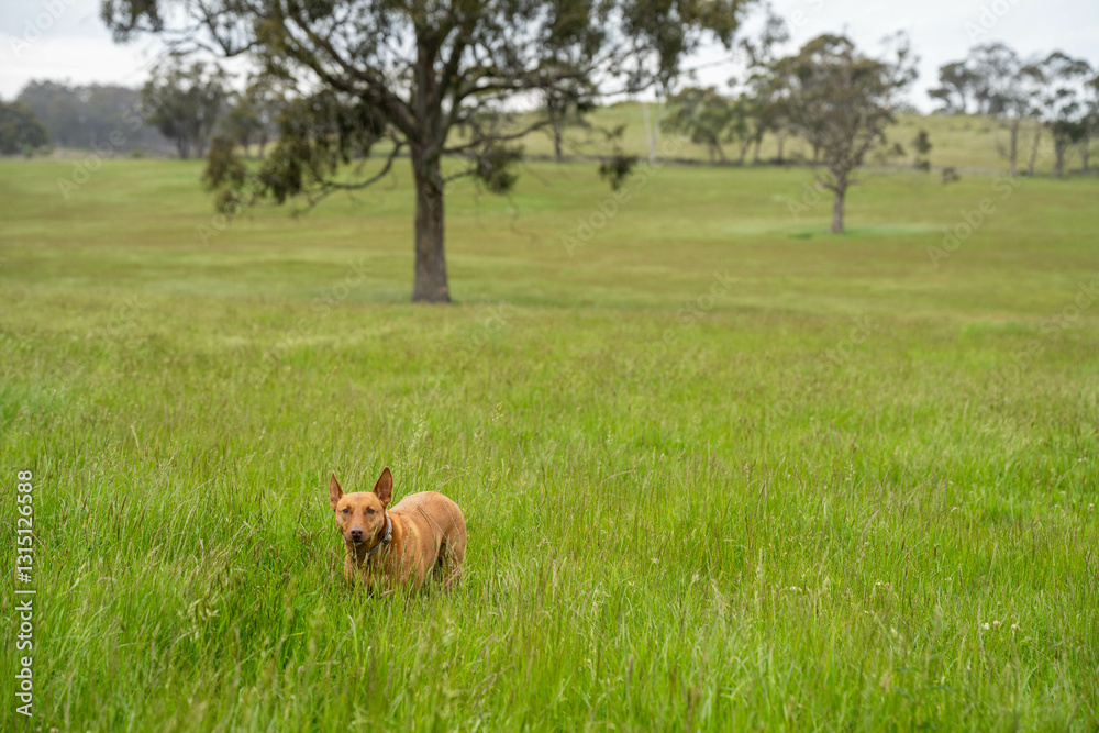 Naklejka premium green meadows of lush green grass and trees