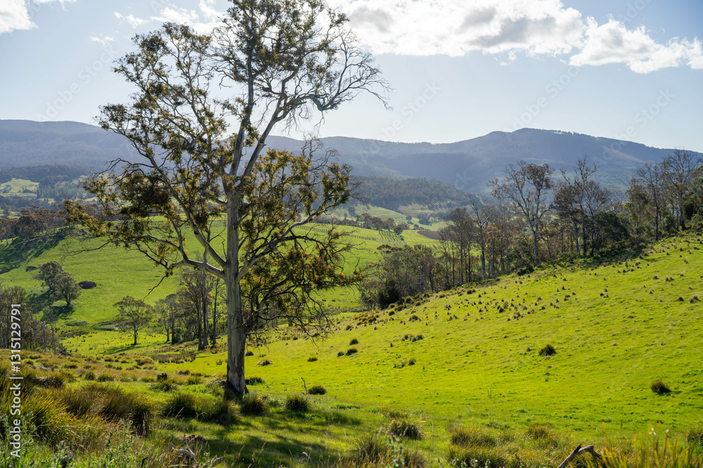 green meadows of lush green grass and trees green meadows of lush green grass and trees