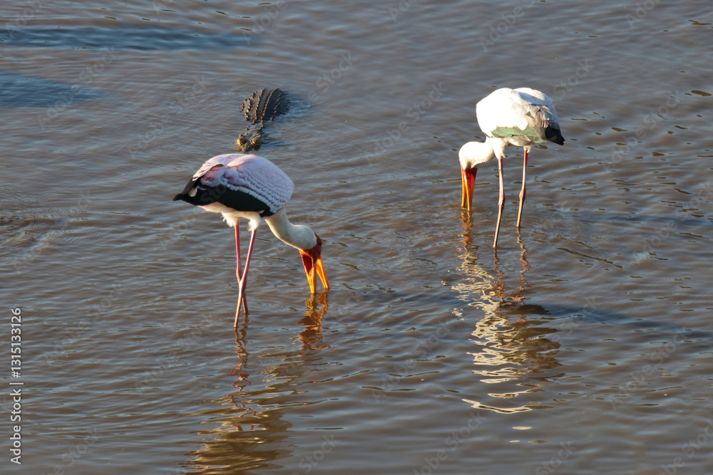 Φωτογραφία Nilkrokodil und Nimmersatt / Nile crocodile and Yellow-billed stork / Crocodylus