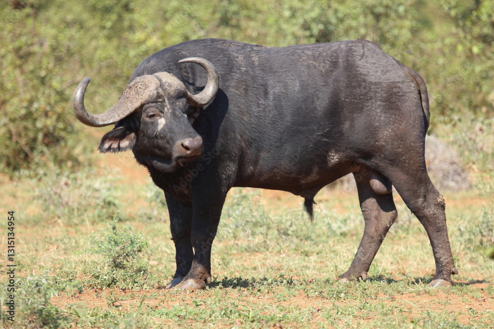Kaffernbüffel / African buffalo / Syncerus caffer Kaffernbüffel / African buffalo / Syncerus caffer