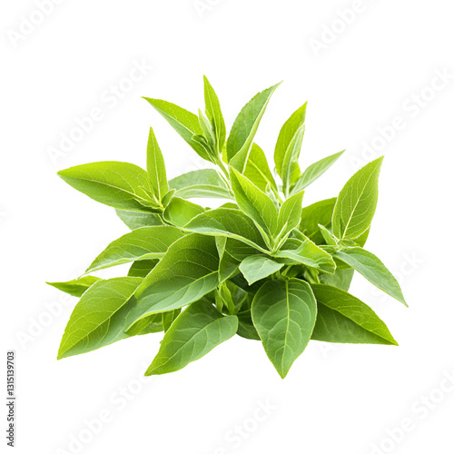 Lemon Verbena Plant Leaves Isolated on Transparent Background