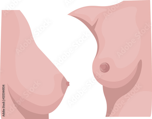 healthy breast shows normal female anatomy, free from disease or abnormalities including skin, fat, ducts, and lobules