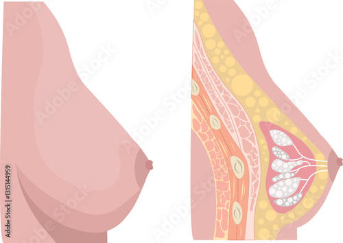 healthy breast shows normal female anatomy, free from disease or abnormalities including skin, fat, ducts, and lobules