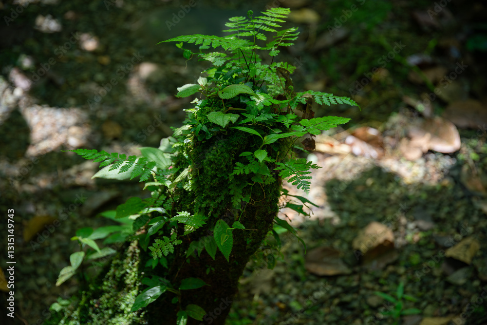 Tropical rainforest with green trees and plants