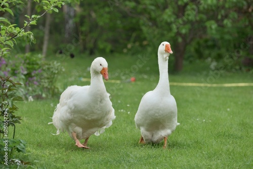 Para Gęsi photo