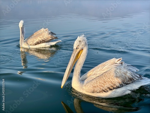 a pink pelicans on the lake photo