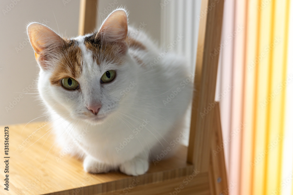A beautiful three-colored kitty on a chair looks straight into your eyes. close up portrait
