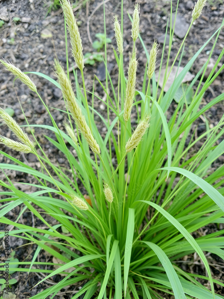 Chrysopogon aciculatus diuretic plants, Chrysopogon aciculatus detoxifying plants. Chrysopogon aciculatus is a perennial grass with hard, crawling rhizomes. The stems ofChrysopogon aciculatus spread Chrysopogon aciculatus diuretic plants, Chrysopogon aciculatus detoxifying plants. Chrysopogon aciculatus is a perennial grass with hard, crawling rhizomes. The stems ofChrysopogon aciculatus spread