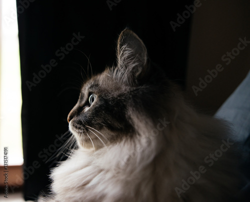 Majestic Blue Eyed Cat Portrait