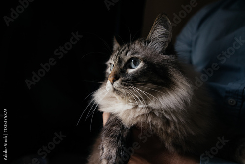Majestic Blue Eyed Cat Portrait