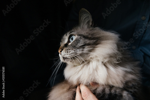 Majestic Blue Eyed Cat Portrait