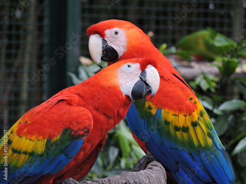 Red and Yellow Macaw (Ara macao) – Close-up of Vibrant Tropical Parrot