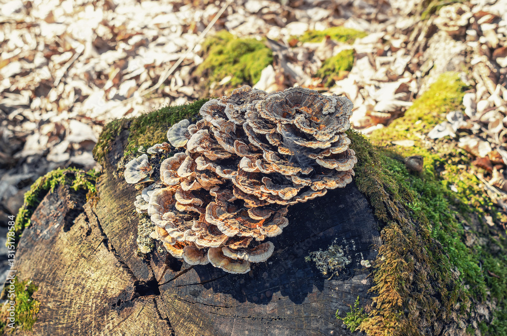 Natural fungi cluster on old log with moss in forest Natural fungi cluster on old log with moss in forest