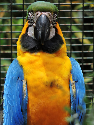 Blue and Yellow Macaw (Ara ararauna) – Portrait of Colorful Exotic Parrot