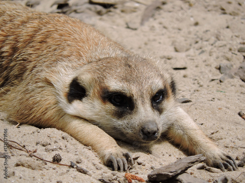 Sleepy meerkat lying down – Resting animal in dry terrain