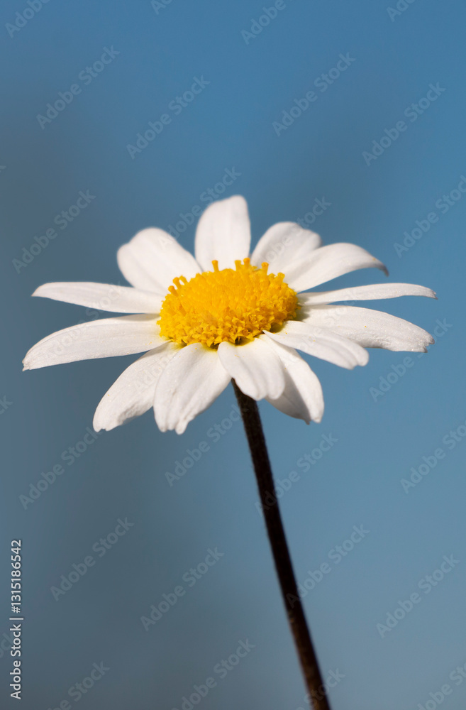 Small flowers with white and yellow colours. Blue sky background. Spring day in Greece. Anthemis chia. Wild daisy. Small flowers with white and yellow colours. Blue sky background. Spring day in Greece. Anthemis chia. Wild daisy.