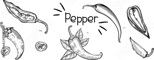 Chili Pepper Set Line Art – Whole, Sliced, with and without Leaves – Minimalist Design Elements for Packaging, Logo, and Branding Projects