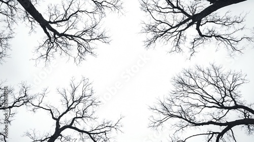 Winter Bare Trees Branches Close-Up