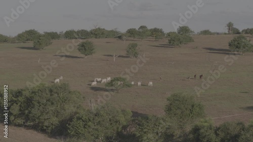 Aerial Bucolic Farm in Rural Surubim with Flying Birds, Pasture, Trees, and Forest

