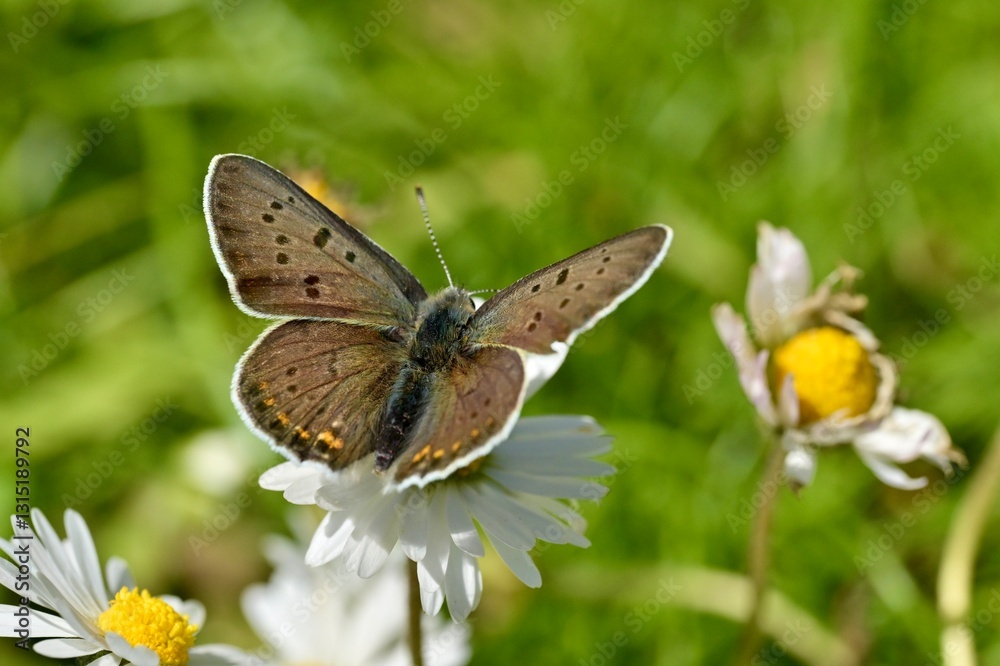 Fototapeta premium Motyl na kwiatku