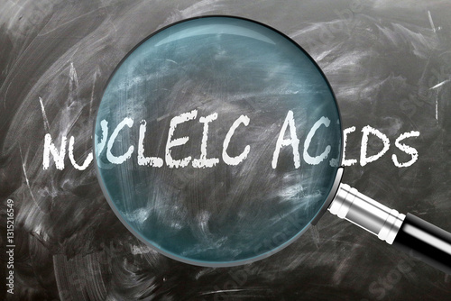 Nucleic Acids - learn, study and inspect it. Taking a closer look at nucleic acids. A magnifying glass enlarging word 'nucleic acids' written on a blackboard ,3d illustration