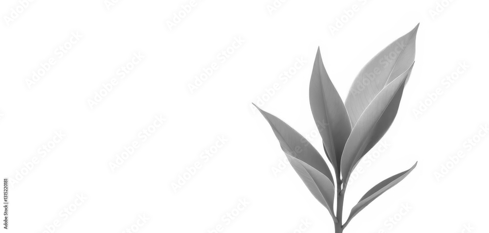 Single vibrant green plant, isolated on pure white background, leaves, studio shot
