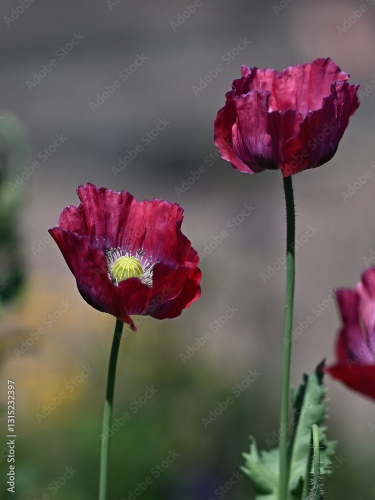 Naklejka premium Czerwone Maki