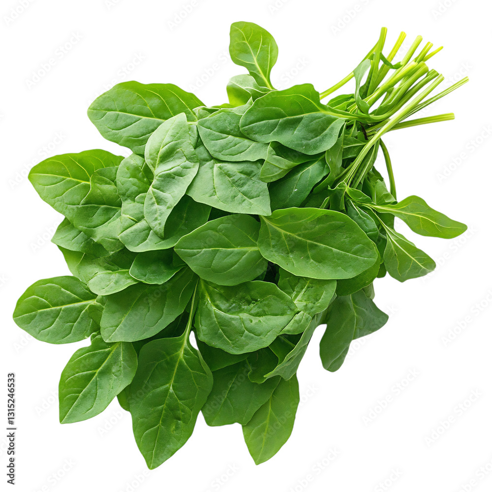 A Bunch of Fresh Basil Leaves Isolated on Transparent Background A Bunch of Fresh Basil Leaves Isolated on Transparent Background