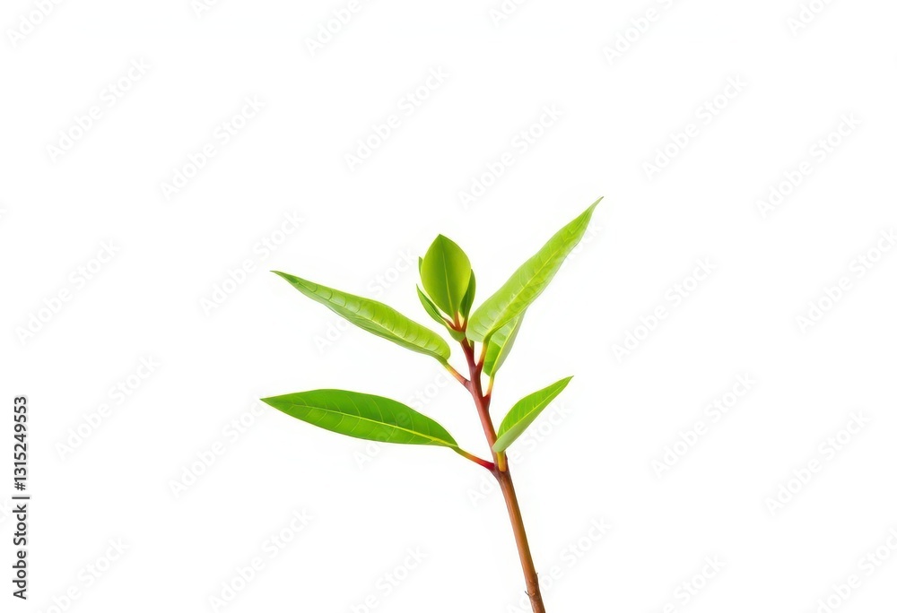 Fototapeta premium Single vibrant green plant, isolated on pure white background, agriculture, detail
