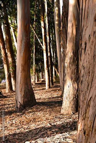 BOSQUE EUCALIPTUS ÁRBOL HOJAS BROTE RENUEVO NATURAL  