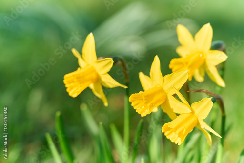 Yellow, fresh daffodil flowers blooming in the garden during spring. Natural, green, defocused background.