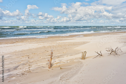 Fototapeta Naklejka Na Ścianę i Meble -  Dry tree root on the sea beach. Baltic sea landscape	