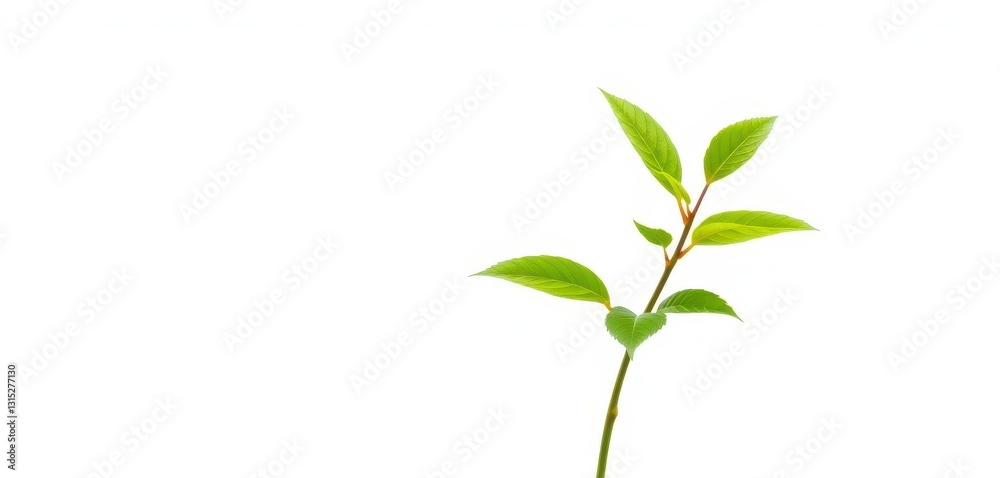 Fototapeta premium Single vibrant green plant, isolated on pure white, spring, white background
